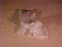 Disposable plastic gloves